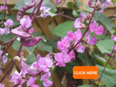 Purple Podded Asian Heirloom Hyacinth Bean